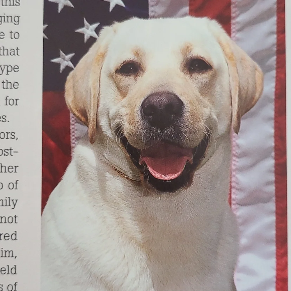 Labrador Retriever book from Dog Fancy magazine